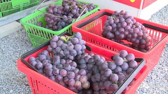 加强日常监管与抽样检查，筑牢农副产品供给安全防线