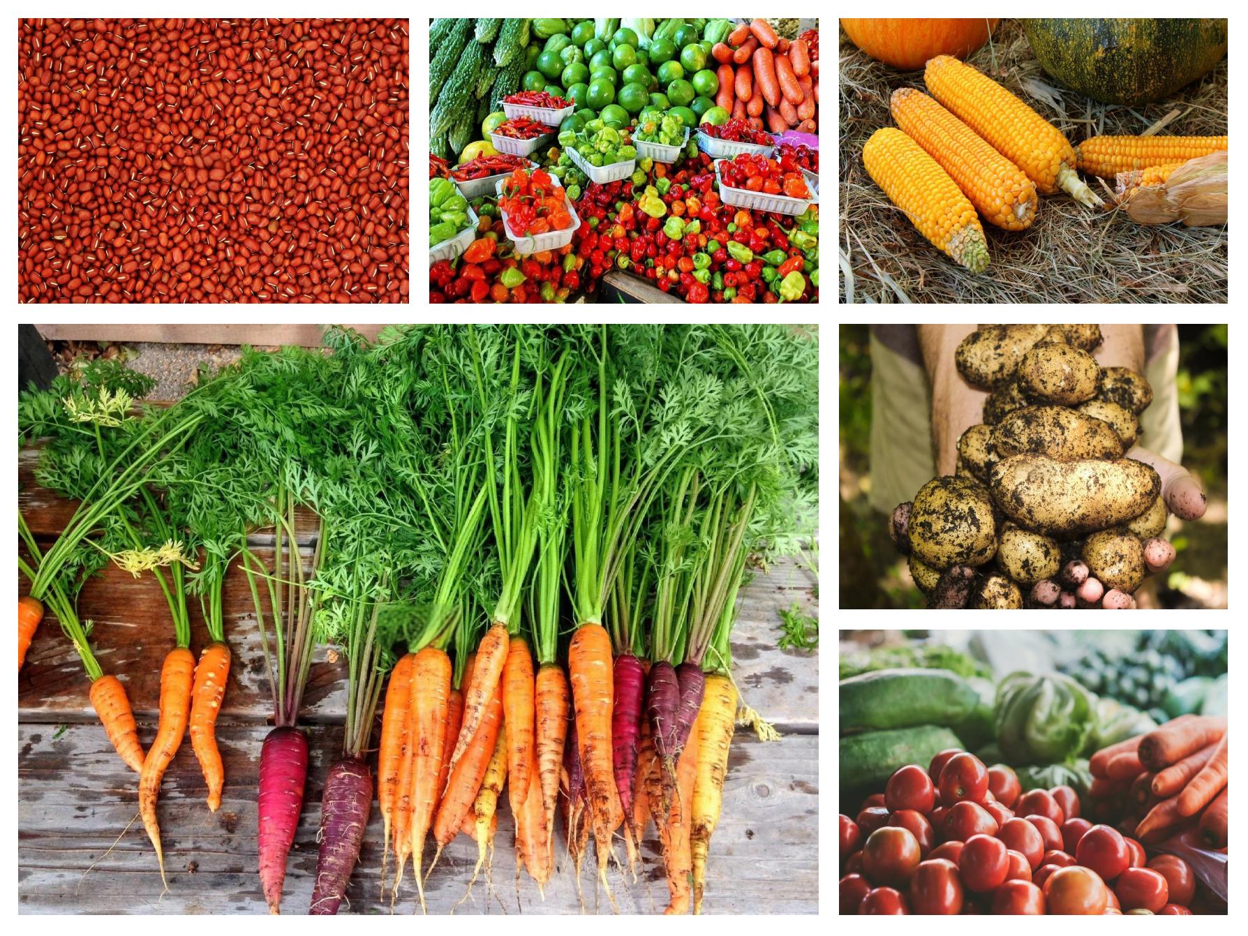 有机农产品 连接健康与环保的农副产品新选择